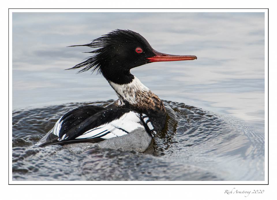 Red-breasted merganser 3g .jpg